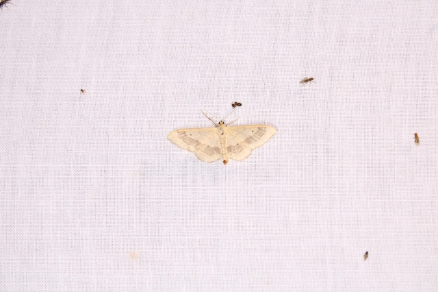 nagy sávosaraszoló - Idaea aversata