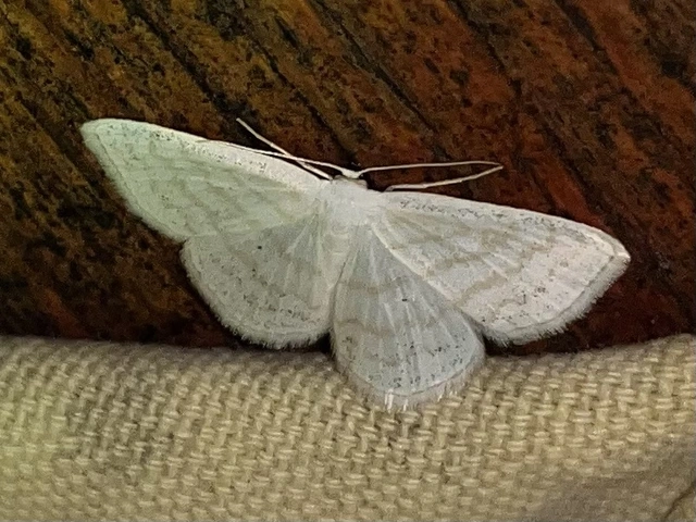 Scopula caricaria - mocsári fehéraraszoló