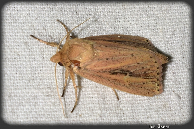 Globia sparganii - nagy nádibagoly