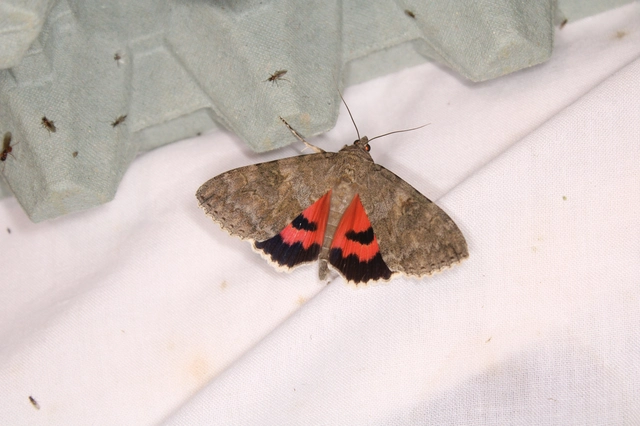 Catocala nupta - piros övesbagoly