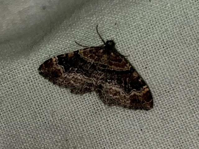 Xanthorhoe spadicearia - sávos tarkaaraszoló