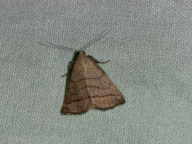 Polypogon tentacularia - sötétaljú karcsúbagoly