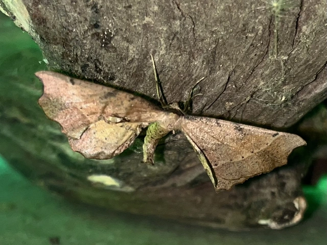 Artiora evonymaria - kecskerágó-araszoló
