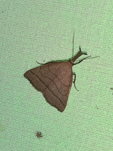 Polypogon tentacularia - sötétaljú karcsúbagoly