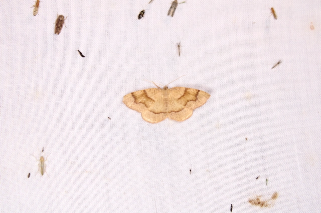 Plagodis pulveraria - szemcsés araszoló