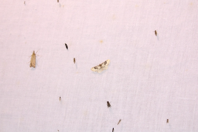 Idaea rusticata - tarka apróaraszoló