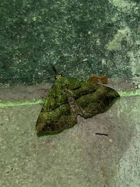 Hypena proboscidalis - ormányos karcsúbagoly