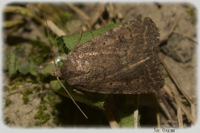 Athetis