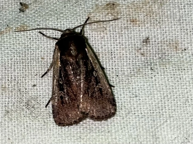 Ochropleura plecta - fehérszegélyű fűbagoly
