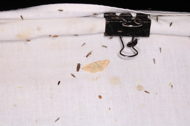 vonalas pettyesaraszoló - Cyclophora linearia