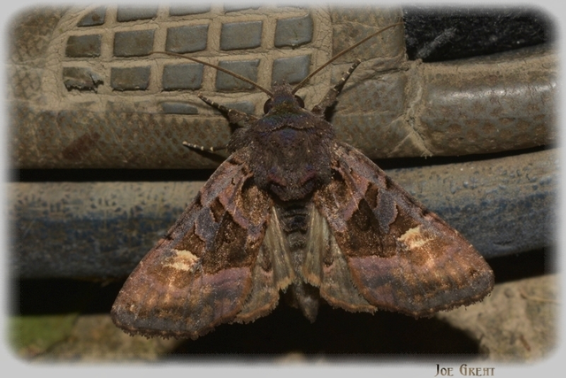 Euplexia lucipara - szeder-csipkésbagoly