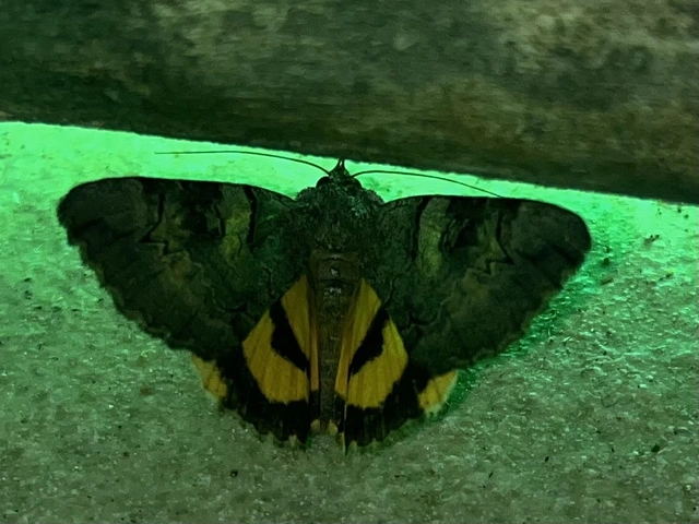Catocala hymenaea - kökény-övesbagoly