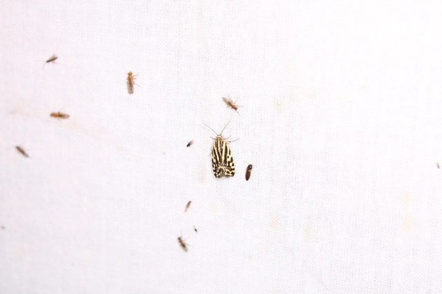 zebrabagoly - Emmelia trabealis