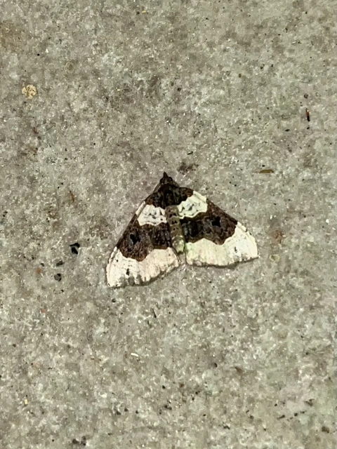 Cosmorhoe ocellata - szemes galajaraszoló