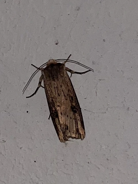 Axylia putris - vonalkás földibagoly