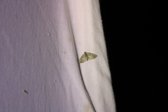 zöldes törpearaszoló - Chloroclystis v-ata