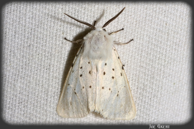 Spilosoma lubricipedum - tejszínű medvelepke