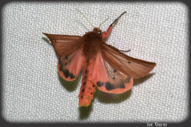 Phragmatobia fuliginosa - füstös medvelepke