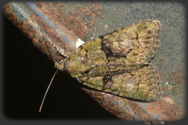 Cryphia algae - sárgászöld zuzmóbagoly