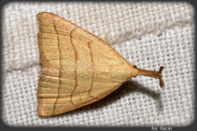Polypogon tentacularia - sötétaljú karcsúbagoly