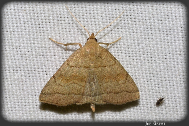 Herminia tarsicrinalis - szőröslábú karcsúbagoly