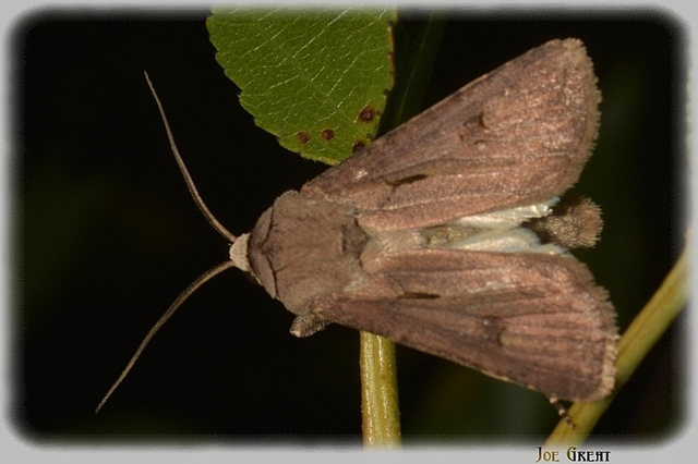 Agrotis exclamationis - felkiáltójeles földibagoly