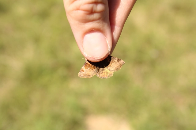 közönséges nappalibagoly - Euclidia glyphica