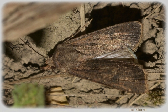 Agrotis segetum - vetési földibagoly