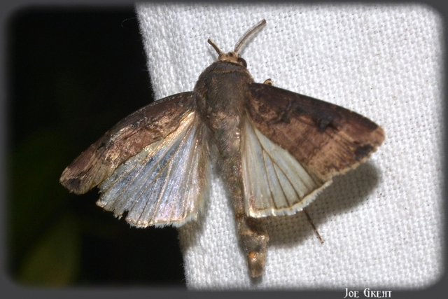 Agrotis ipsilon - nagy földibagoly