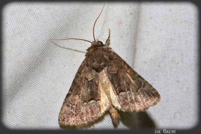 Thalpophila matura - fakó erdeibagoly