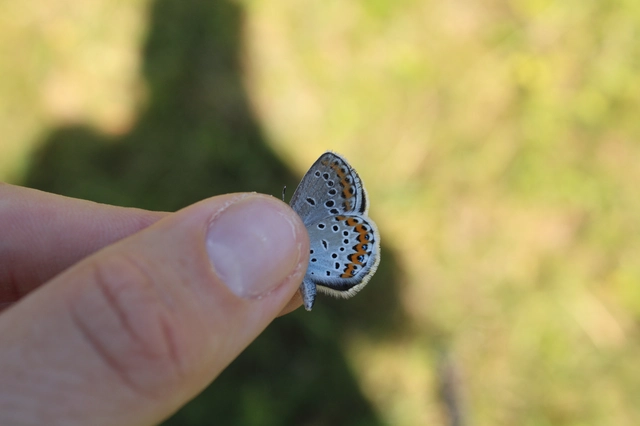 Plebejus argyrognomon - tintakék boglárka