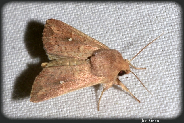 Mythimna albipuncta - fehérpettyes rétibagoly