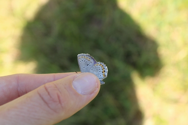 Plebejus argyrognomon - tintakék boglárka