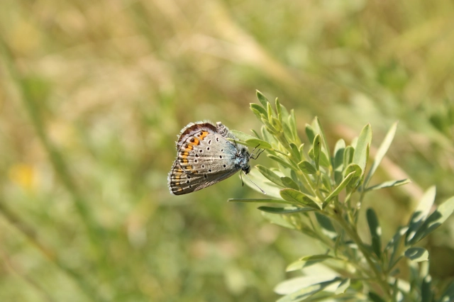 Plebejus argyrognomon - tintakék boglárka
