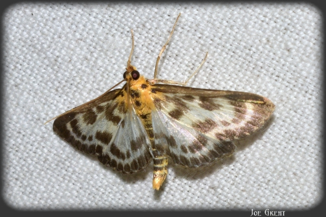 Anania hortulata - tarka csalánmoly