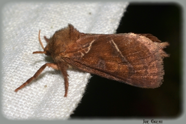 Triodia sylvina - kis gyökérrágólepke