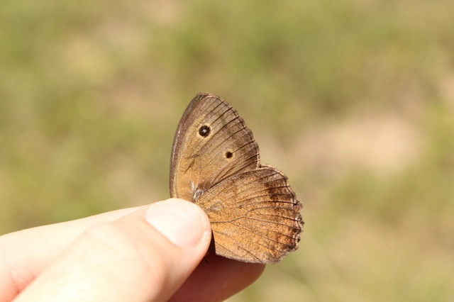 Minois dryas - fekete szemeslepke