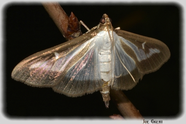 Cydalima perspectalis - puszpáng-tűzmoly