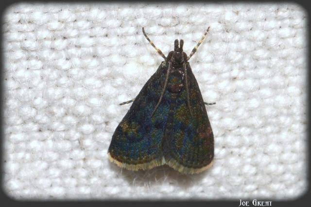 Heliothela wulfeniana - fényes kormosmoly