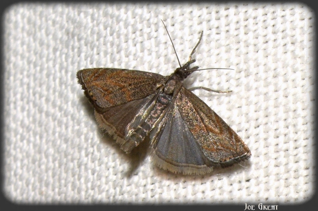 Platytes cerussella - törpe fűgyökérmoly