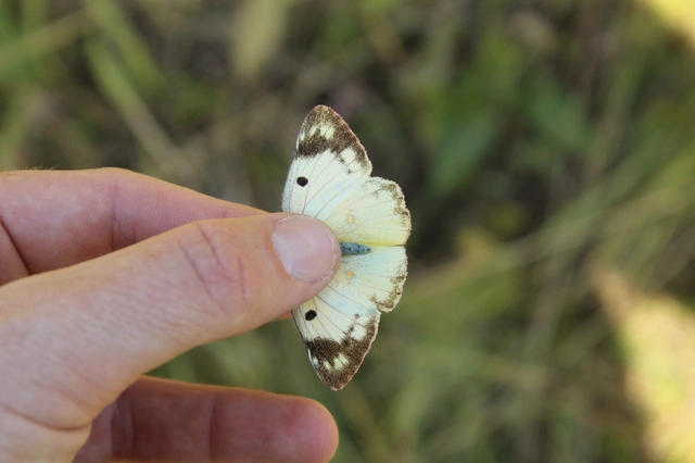 Colias alfacariensis - déli kéneslepke