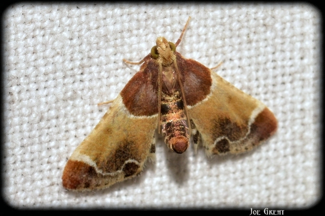 Pyralis farinalis - lisztilonca