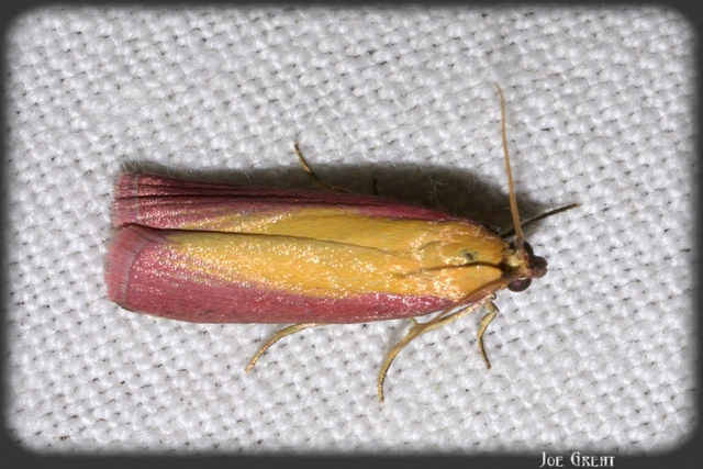 Oncocera semirubella - lucernamoly