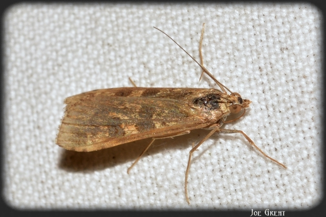 Nomophila noctuella - közönséges vándormoly