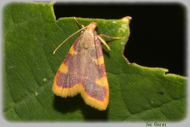 Hypsopygia costalis - szénailonca