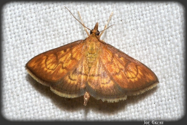 Ecpyrrhorrhoe rubiginalis - rozsdavörös tűzmoly