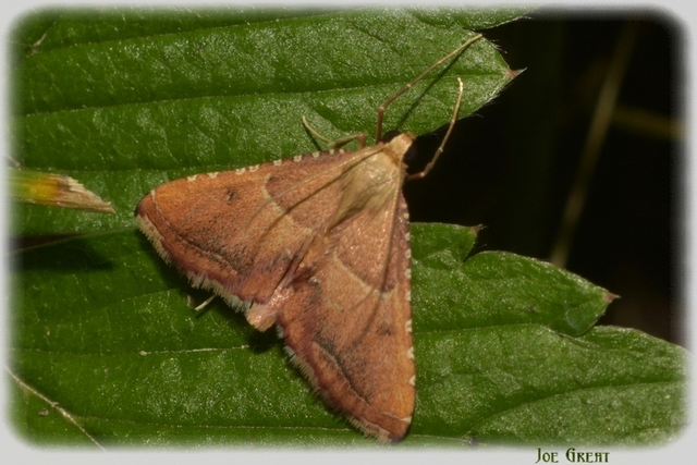 Endotricha flammealis - tüzesszárnyú fényilonca