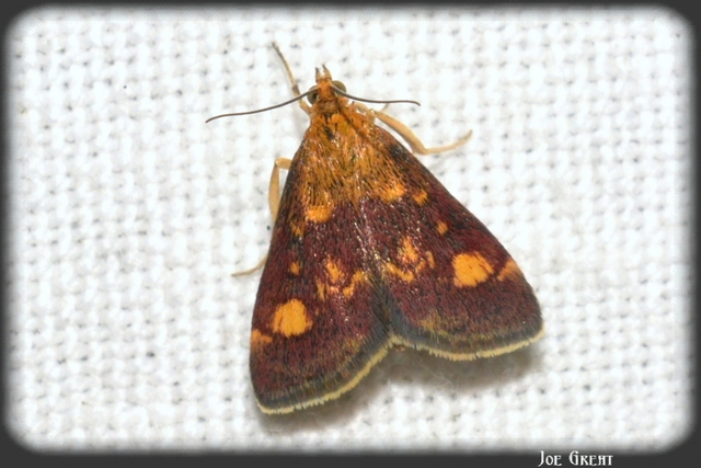 Pyrausta aurata - aranyló bíbormoly