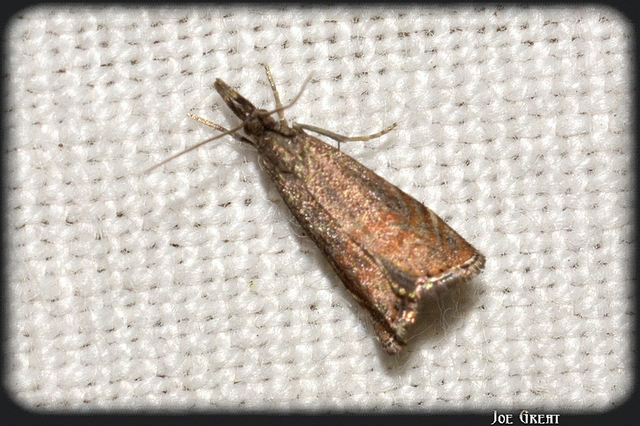 Platytes cerussella - törpe fűgyökérmoly
