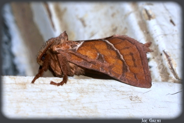 Triodia sylvina - kis gyökérrágólepke